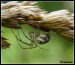 pavouk na klasu trávy.jpg